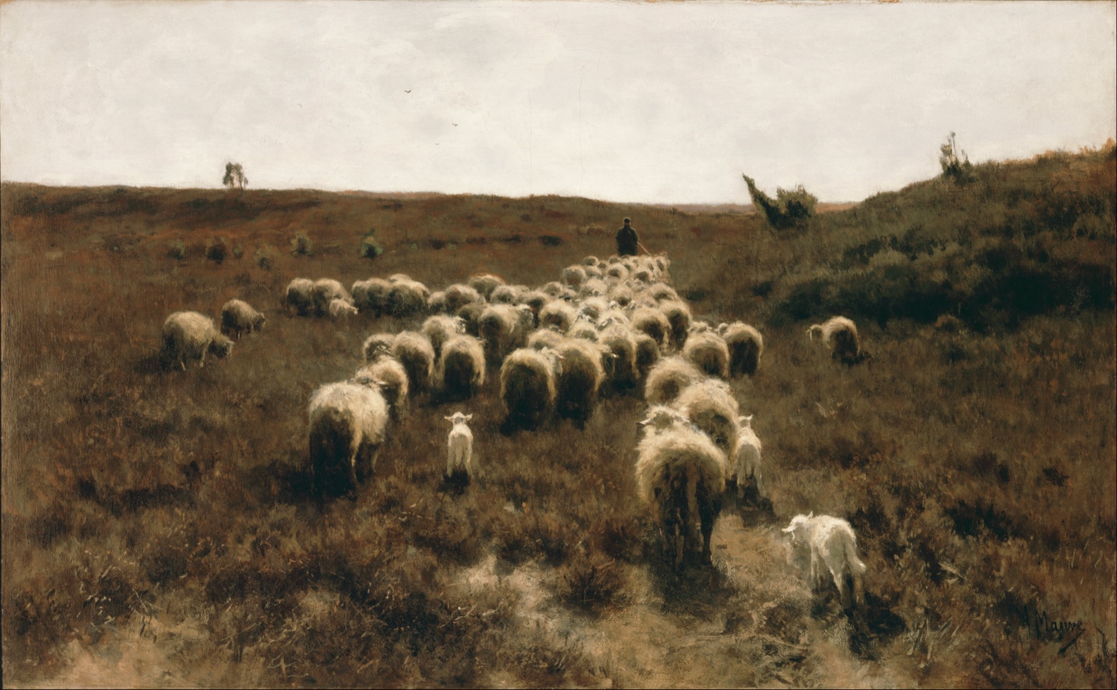 A shepherd in dark clothes walks behind a loose flock of sheep moving across an open Dutch field at dusk; low golden light spreads across the foreground.