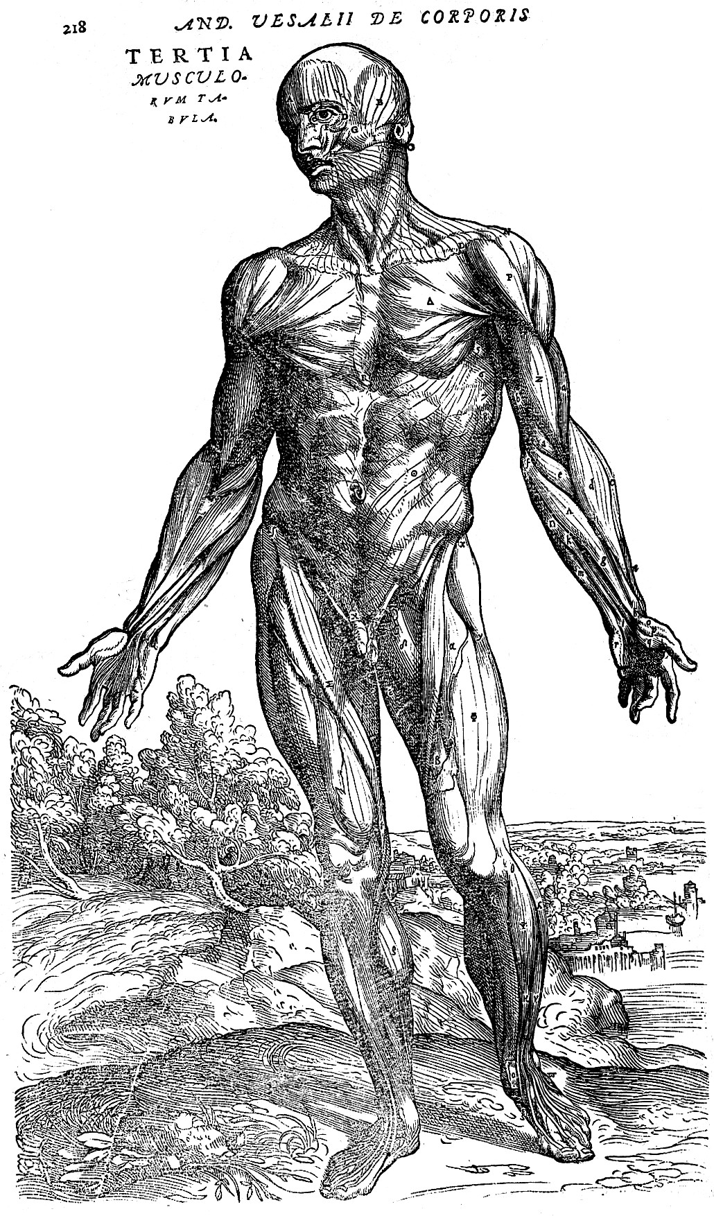 Andreas Vesalius's 'third muscle man' woodcut from De Humani Corporis Fabrica — a flayed standing figure showing the structure of the musculature, set against a Renaissance landscape.